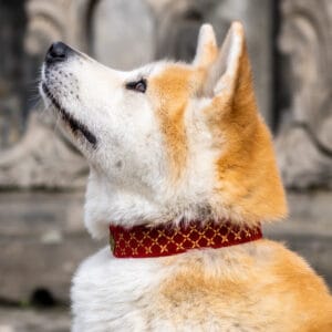 Miękka i elegancka obroża premium dla psa, wykonana z wysokiej jakości weluru, ze złotym haftem, pasek to oryginalny Biothane.