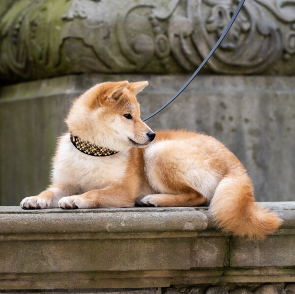 Miękka i elegancka obroża premium dla psa, wykonana z wysokiej jakości weluru, ze złotym kwiatowym haftem, pasek to oryginalny Biothane.
