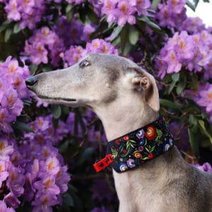 Miękka i elegancka obroża premium dla charta, wykonana z wysokiej jakości weluru, z tradycyjnym ludowym haftem, pasek to oryginalny Biothane.