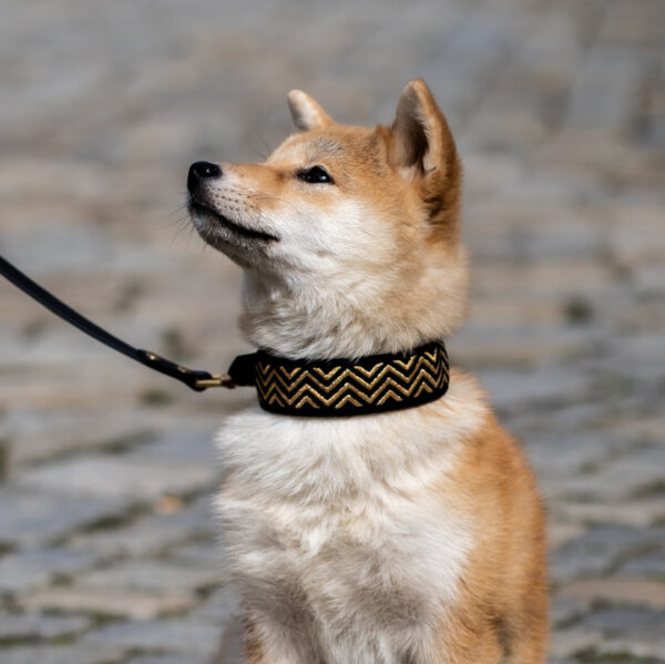 Miękka i elegancka obroża premium dla psa, wykonana z wysokiej jakości weluru, ze złotym nowoczesnym haftem, pasek to oryginalny Biothane.