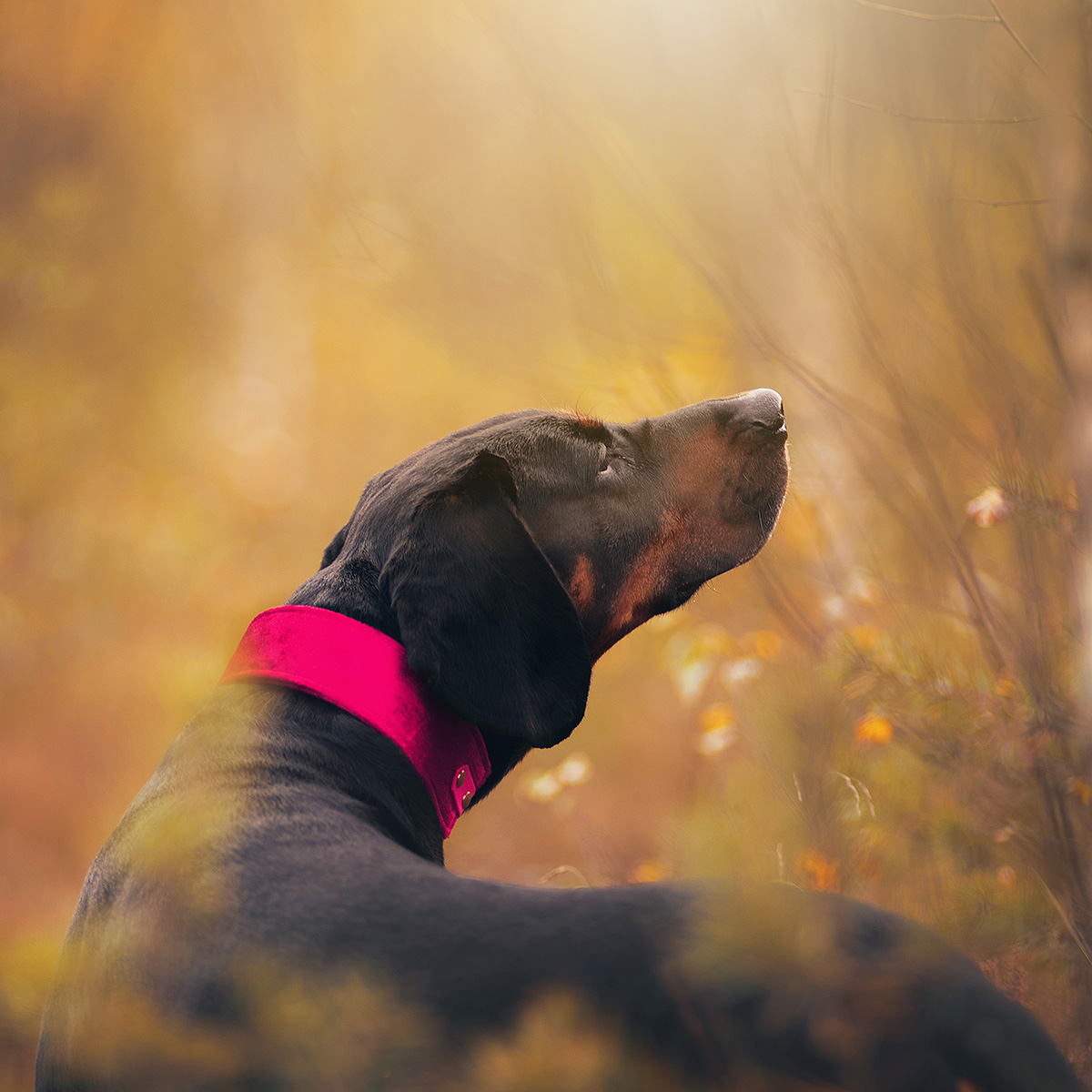 Obroża dla psa z błyszczącego weluru, zapinana na oryginalny Biothane w kolorze passion pink