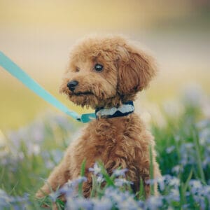 Obroża dla psa na lato z wyhaftowanym motywem muszelek