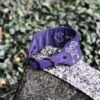 Obroża dla psa na Halloween dla fanów Wednesday z napisem Nevermore